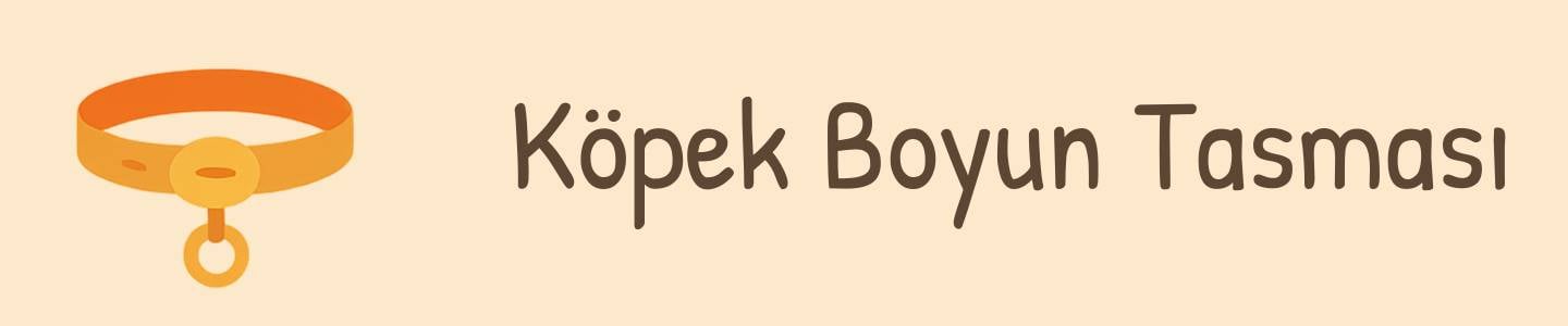 Köpek boyun tasması