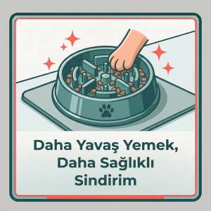 yavaş yeme mama kabı neden kullanılmalı