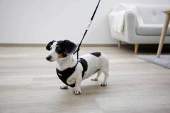 24 cm - 44 cm Yavru Köpek Göğüs Tasması Siyah - XS