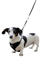 24 cm - 44 cm Yavru Köpek Göğüs Tasması Siyah - XS
