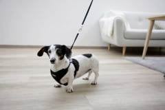 Yavru Köpek Göğüs Tasması Siyah 24 cm - 44 cm - XS