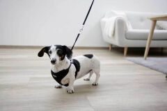 24 cm - 44 cm Yavru Köpek Göğüs Tasması Siyah - XS