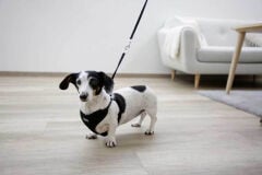 Kerbl Puppy Yavru Köpek Göğüs Tasması XS Siyah 24-44 cm