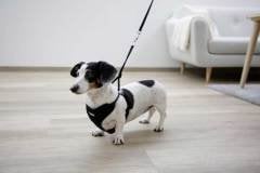 Yavru Köpek Göğüs Tasması Siyah 30 cm - 50 cm - S