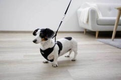 Kerbl Puppy Yavru Köpek Göğüs Tasması S Siyah 30-50 cm