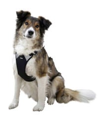 Kerbl Pulsive Köpek Göğüs Tasması XL Siyah 72-96 cm