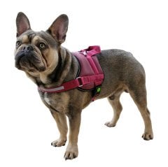 Kerbl Maestro 2.0 Köpek Göğüs Tasması L Bordo 64-90 cm