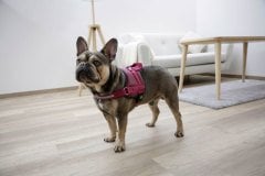 Kerbl Maestro 2.0 Köpek Göğüs Tasması L Bordo 64-90 cm