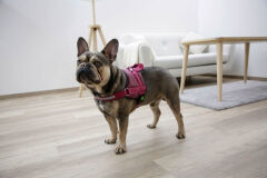 Kerbl Maestro 2.0 Köpek Göğüs Tasması XL Bordo 72-103 cm