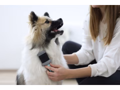 Köpek Tarama Fırçası Çift Taraflı Turkuaz