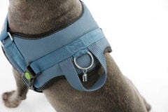 Kerbl Maestro 2.0 M Petrol Mavisi Köpek Göğüs Tasması 57-77 cm
