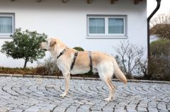 Köpek Sırt Tasması Kaçış Önleyici  42 cm - 55 cm - M