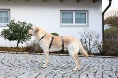 Kerbl Miami Kaçış Önleyici Köpek Sırt Tasması M Gri 42-55 cm