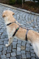 Köpek Sırt Tasması Kaçış Önleyici  42 cm - 55 cm - M