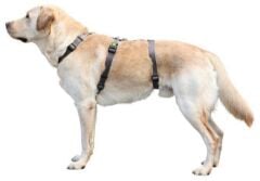 Kerbl Miami Kaçış Önleyici Köpek Sırt Tasması M Gri 42-55 cm