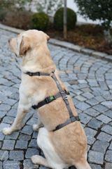 Köpek Sırt Tasması Kaçış Önleyici  42 cm - 55 cm - M