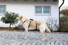 Köpek Sırt Tasması Kaçış Önleyici  72 cm - 103 cm - XL