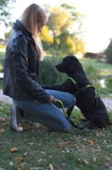 Işıklı Köpek Tasması [Bel Tasması]