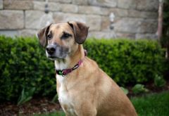 Köpek Boyun Tasması Colorado Fusya 40 - 65 cm