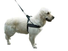 Köpek Bel Tasması Siyah [Norveç Tipi] 70 - 90cm - L