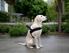 Köpek Bel Tasması Siyah [Norveç Tipi] 70 - 90cm - L