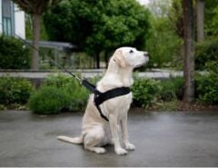 Kerbl Miami Plus Köpek Göğüs Tasması L Siyah 70-90 cm