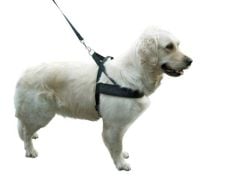 Köpek Bel Tasması Siyah [Norveç Tipi] 65 - 85 cm - M