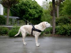 Köpek Bel Tasması Siyah [Norveç Tipi] 65 - 85 cm - M