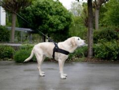 Kerbl Miami Plus Köpek Göğüs Tasması M Siyah 65-85 cm