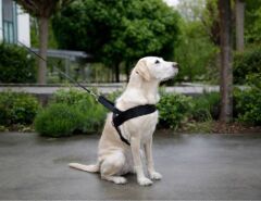 Köpek Bel Tasması Siyah [Norveç Tipi] 65 - 85 cm - M