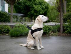 Kerbl Miami Plus Köpek Göğüs Tasması M Siyah 65-85 cm