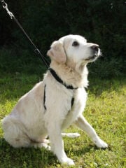 Kerbl Maxi Leader Çekiş Kontrol Köpek Eğitim Tasması XL Siyah 55-80 cm