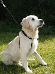 Kerbl Maxi Leader Çekiş Kontrol Köpek Eğitim Tasması M Siyah 30-45 cm