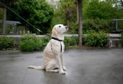 Köpek Eğitim Tasması 30 cm - 45 cm - M