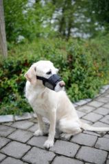 Köpek Ağızlığı Muzzle Nylon 22 – 30 cm Kısa Kafa Irkları için tasarlanmıştır