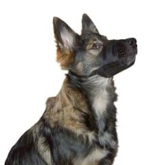 Köpek Ağızlığı Muzzle Nylon 18 – 24 cm