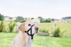 Köpek Eğitim Tasması Maxi Coach 44 cm den küçük - L