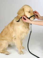 Köpek Eğitim Tasması Maxi Coach 44 cm den küçük - L