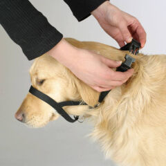 Kerbl Maxi Coach Köpek Eğitim Tasması S Siyah 32 cm'den Küçük