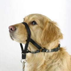 Kerbl Maxi Coach Köpek Eğitim Tasması S Siyah 32 cm'den Küçük