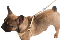 30 - 50 cm Yavru Köpek Tasması Puppy Harness