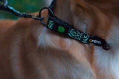 Kerbl Shiny Night M 40-55 cm Fosforlu Köpek Boyun Tasması Siyah-Beyaz