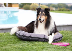 Köpek Frizbi pembe