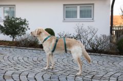 Kaçış Önleyici Köpek Tasması Petrol Yeşili  72 cm - 103 cm, XL