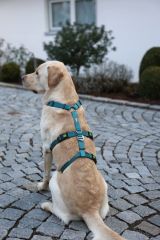 Kaçış Önleyici Köpek Tasması Petrol Yeşili  72 cm - 103 cm, XL