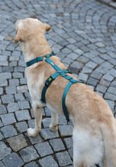 Kaçış Önleyici Köpek Tasması Petrol Yeşili  72 cm - 103 cm, XL