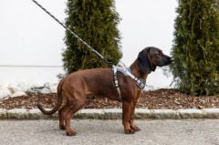 Y Tipi Spor Köpek Göğüs Tasması 15 mm (30-50 / 50-60 cm) - Fitty Serisi - S