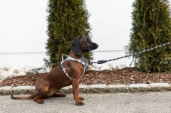 Y Tipi Spor Köpek Göğüs Tasması 15 mm (30-50 / 50-60 cm) - Fitty Serisi - S