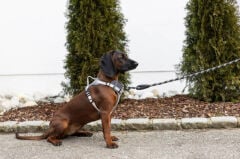 Kerbl Fitty Y Tipi Köpek Göğüs Tasması S Beden Gri-Bej 50-60 cm Göğüs