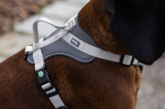Y Tipi Spor Köpek Göğüs Tasması 20 mm (38-62 / 58-74 cm) - Fitty Serisi - M